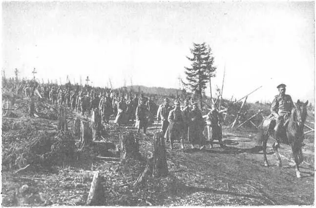 Буковина 2 октября 1916 г Старый лес иссечен артиллерийским огнем в щепу и - фото 14