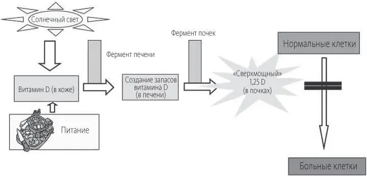 Рис В1Система выработки витамина D Витамин D вырабатывается в коже а затем - фото 71