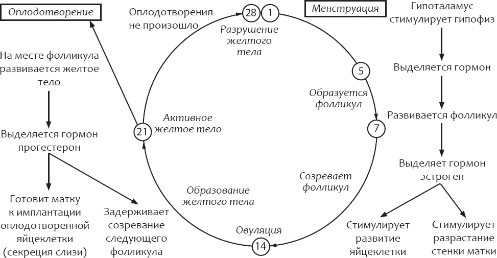 Кровянистые выделения в безгормональном интервале на фоне приема КОК по сути - фото 7