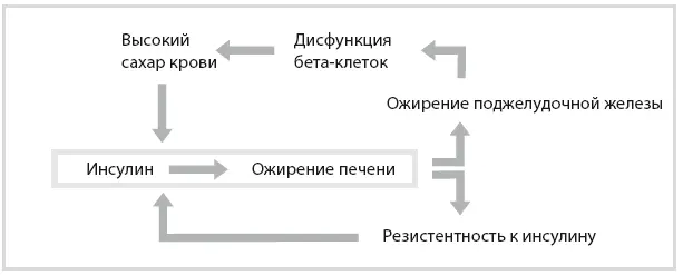 Рисунок 75 Панкреатический цикл дисфункция бетаклеток Печеночный цикл - фото 68