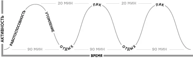 Во время первой половины ультрадианного ритма мозговая активность растет а - фото 23