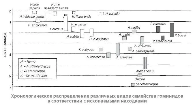 Глава 1 У истоков У человека и шимпанзе очень много общего у них явно один - фото 2