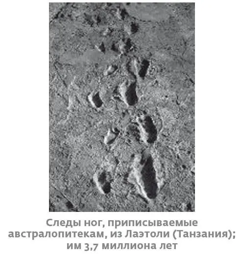 И среди множества столь разных видов австралопитеков какойто один - фото 15