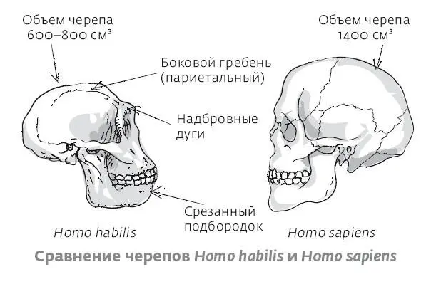 Как и в ситуации с австралопитеками останки представлены фрагментами отдельных - фото 16
