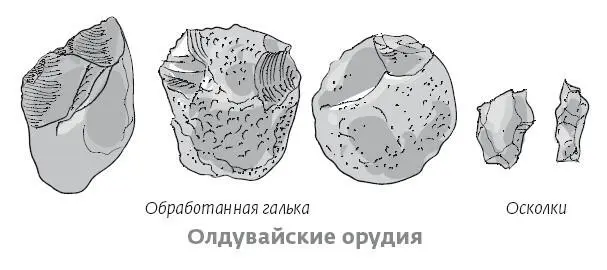 Производство острых каменных орудий вероятно способствовало улучшению жизни - фото 17