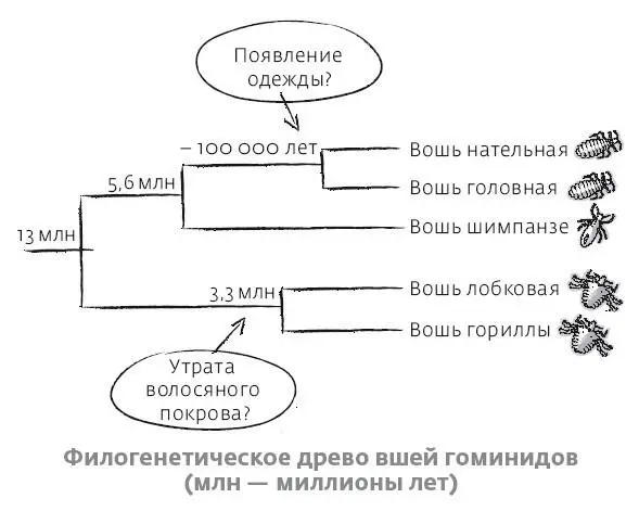А лобковая вошь родственна паразитам гориллы эти насекомые произошли от общего - фото 20