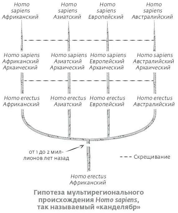 В 60х годах XX века идея полигенизма человеческого вида возродилась в менее - фото 29