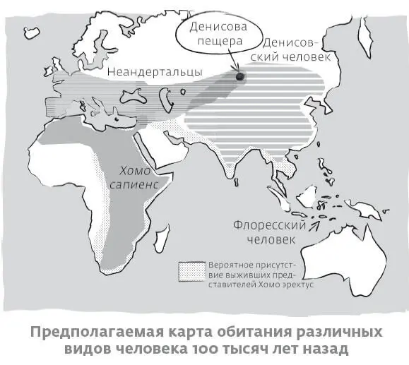 Новые гены привнесенные в ДНК Homo sapiens в свою очередь подверглись - фото 32