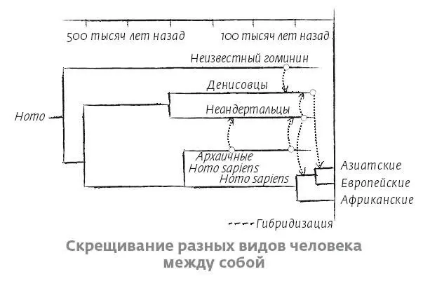 Возможно эти скрещивания положительно повлияли на Homo sapiens позволяя ему - фото 33