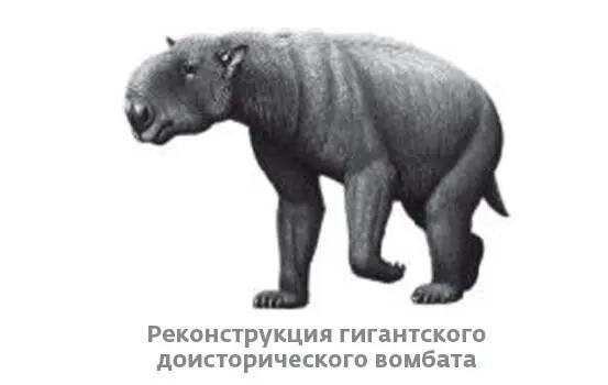 То же самое происходило и на многочисленных островах например в Новой Зеландии - фото 40