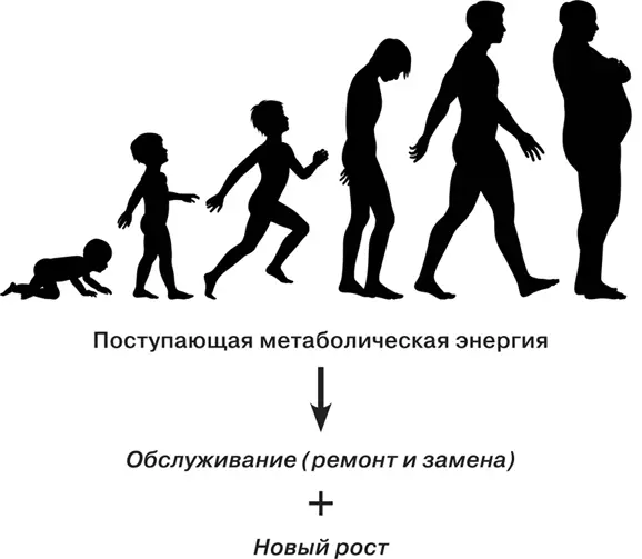 Символическое уравнение представляющее энергетический баланс процесса роста в - фото 34