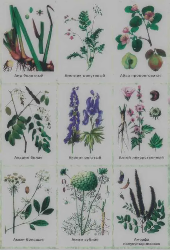 Золотая книга лекарственных растений - фото 121