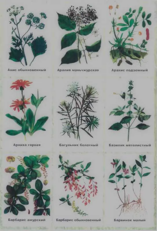 Золотая книга лекарственных растений - фото 122