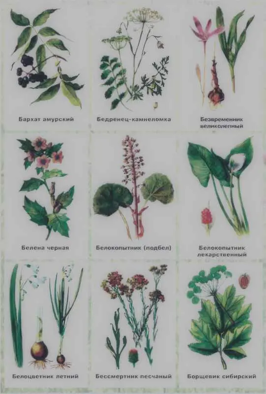 Золотая книга лекарственных растений - фото 123
