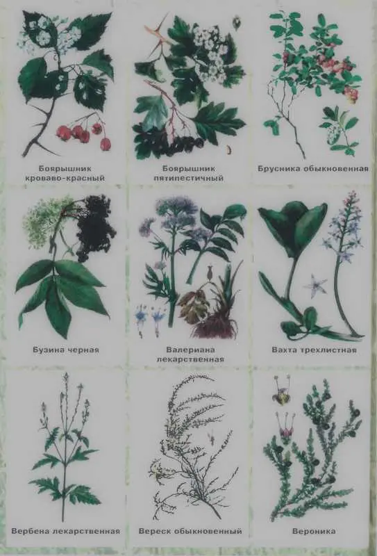 Золотая книга лекарственных растений - фото 124