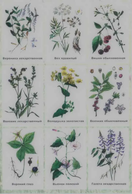 Золотая книга лекарственных растений - фото 125