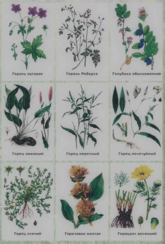 Золотая книга лекарственных растений - фото 126