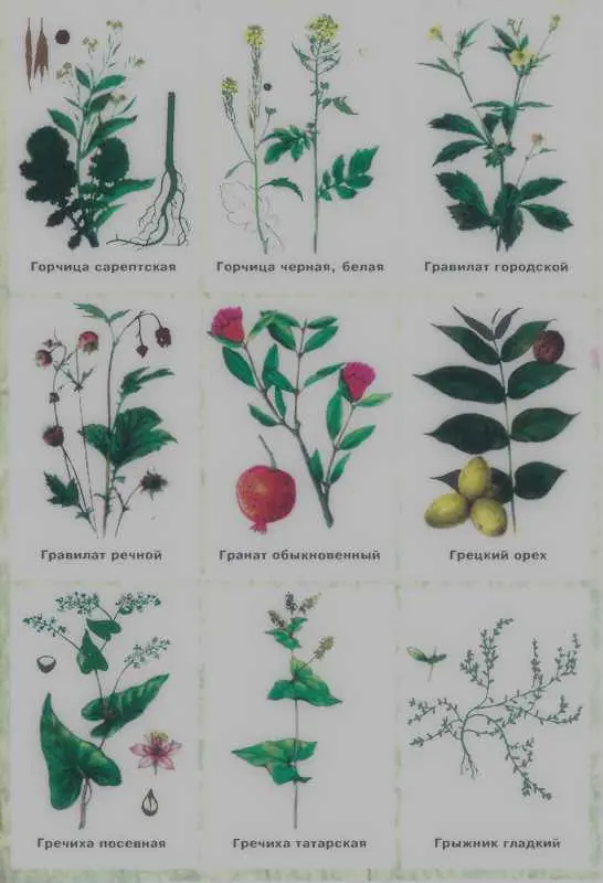 Золотая книга лекарственных растений - фото 127