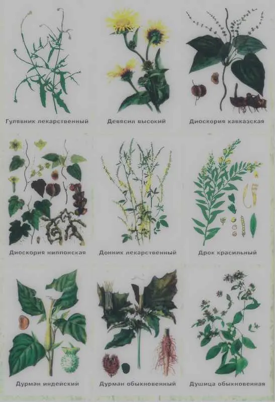 Золотая книга лекарственных растений - фото 128
