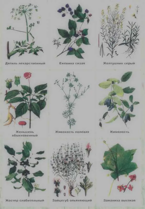 Золотая книга лекарственных растений - фото 129