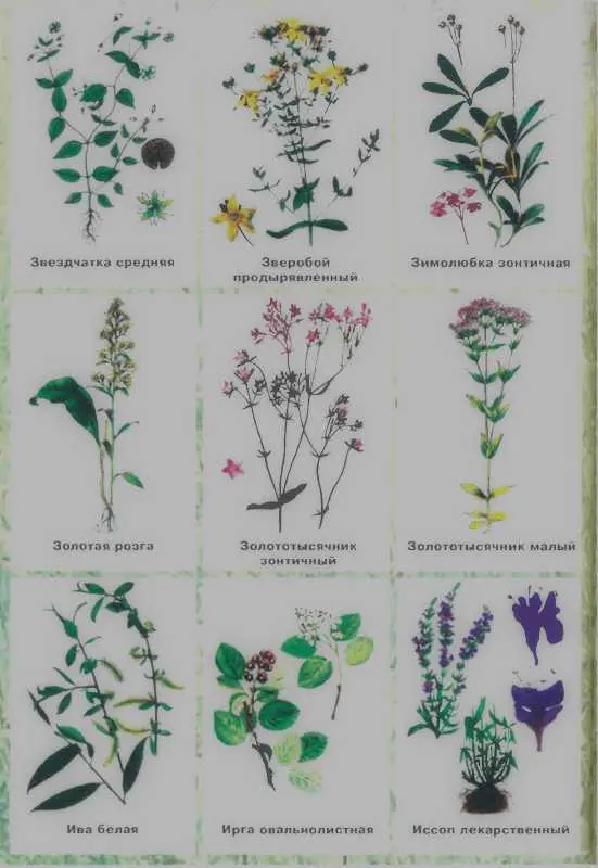 Золотая книга лекарственных растений - фото 130