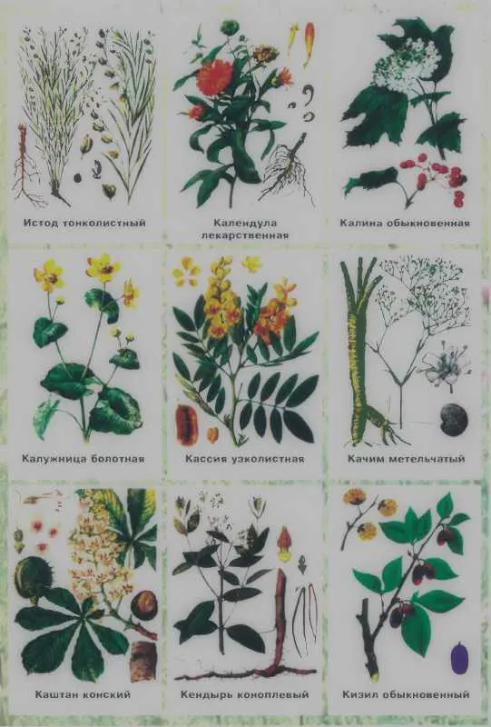 Золотая книга лекарственных растений - фото 131