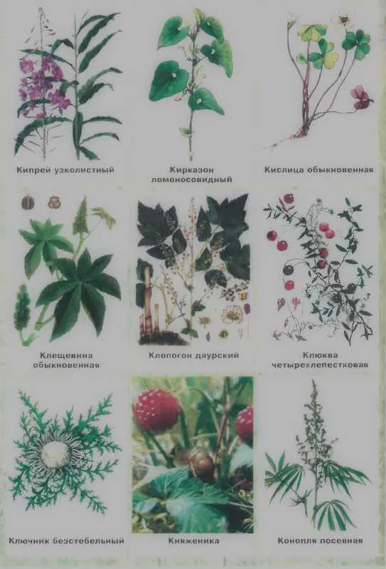 Золотая книга лекарственных растений - фото 132
