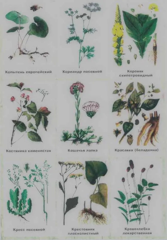Золотая книга лекарственных растений - фото 133
