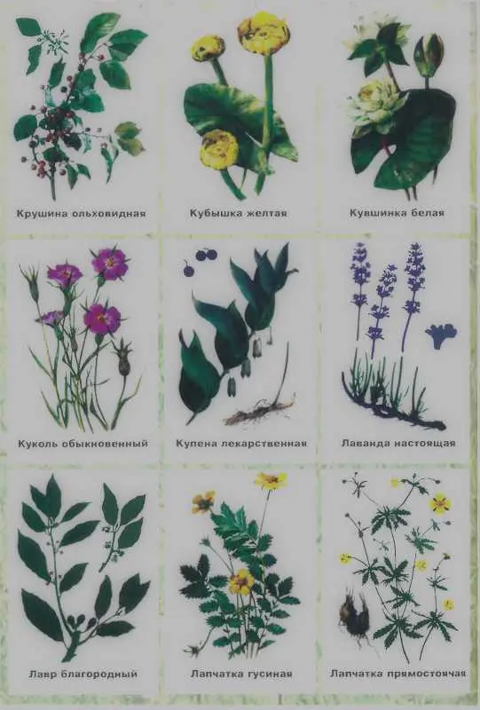 Золотая книга лекарственных растений - фото 134