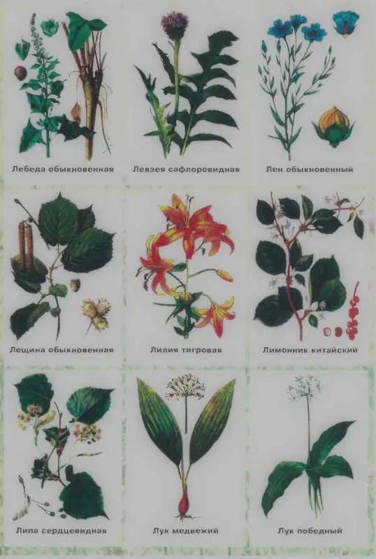 Золотая книга лекарственных растений - фото 135