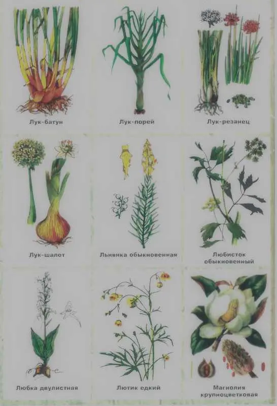 Золотая книга лекарственных растений - фото 136