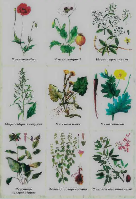 Золотая книга лекарственных растений - фото 137