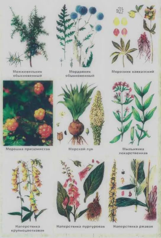 Золотая книга лекарственных растений - фото 138