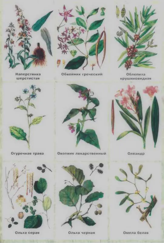 Золотая книга лекарственных растений - фото 139