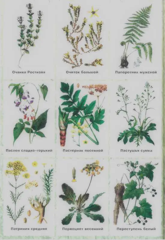Золотая книга лекарственных растений - фото 140