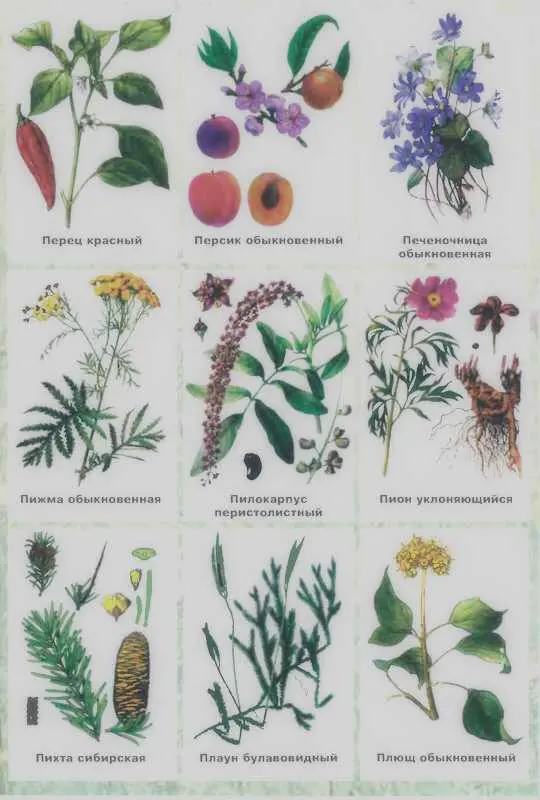 Золотая книга лекарственных растений - фото 141