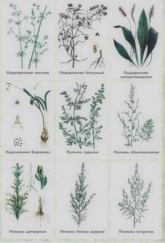 Золотая книга лекарственных растений - фото 142