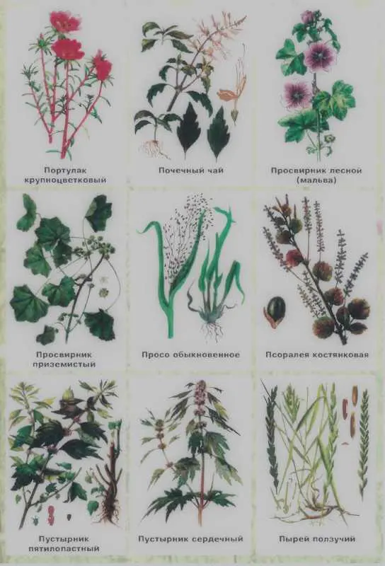 Золотая книга лекарственных растений - фото 143