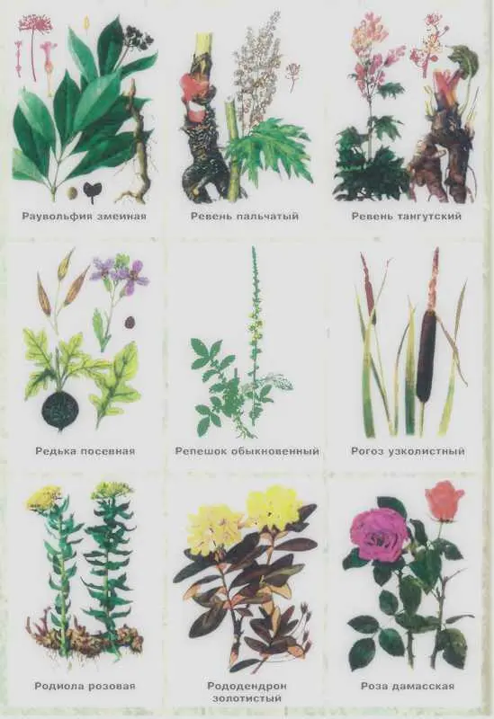 Золотая книга лекарственных растений - фото 144