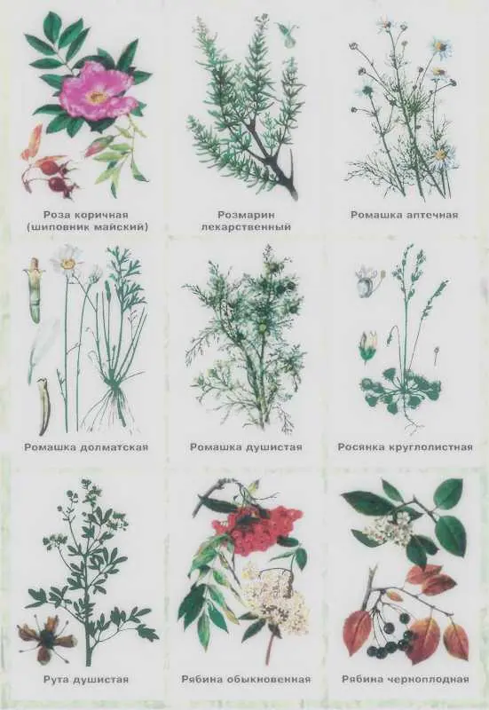 Золотая книга лекарственных растений - фото 145