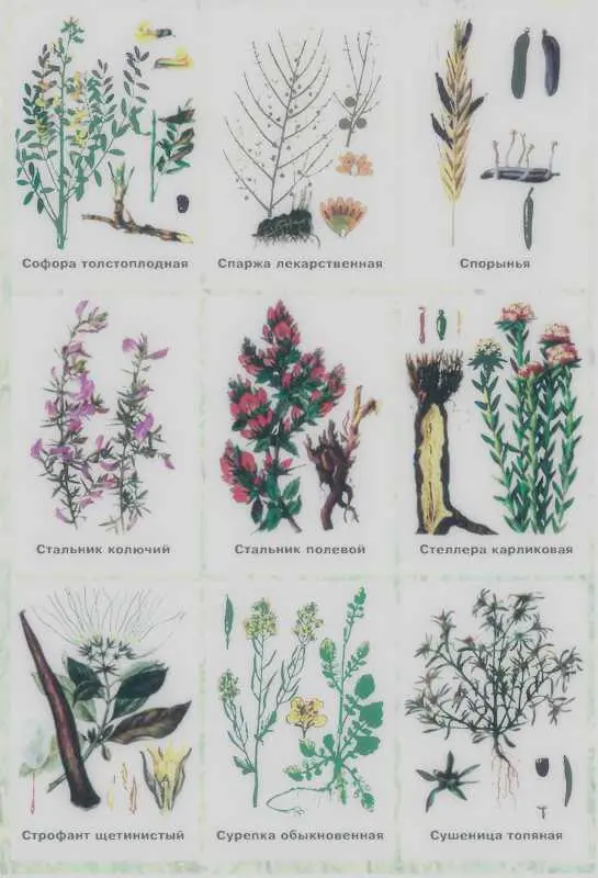 Золотая книга лекарственных растений - фото 147