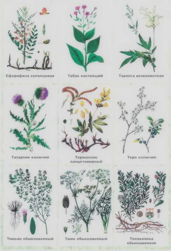 Золотая книга лекарственных растений - фото 148