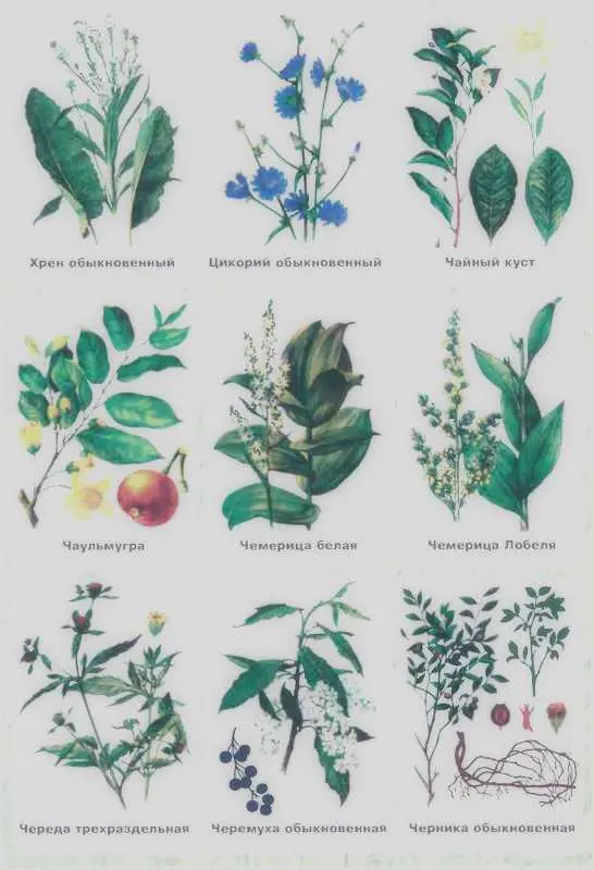 Золотая книга лекарственных растений - фото 150