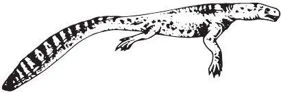 Helveticosaurus zollingeri Ещё одна водная триасовая группа парапсид - фото 17