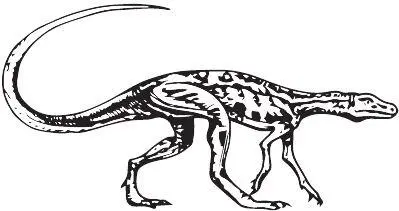 Lagosuchus talampayensis Динозавры Dinosauria группа затмившая своей - фото 28