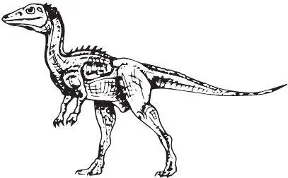Eoraptor lunensis От эораптора сохранился почти целый скелет Это был - фото 30