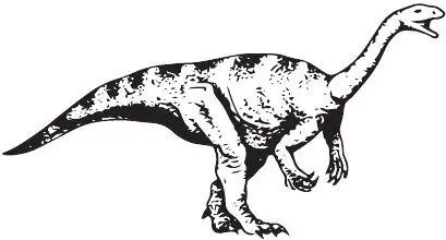 Plateosaurus engelhardti Работа над ошибками Долгая история изучения - фото 31