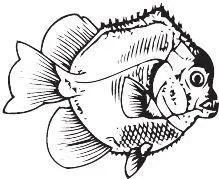 Piranhamesodon pinnatomus Были конечно и гораздо более мирные костные - фото 42