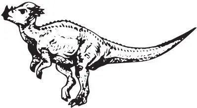Pachycephalosaurus wyomingensis В некотором смысле параллельно развивались - фото 106