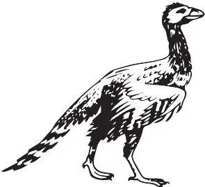 Enantiornis leali Китайские отпечатки позволяют увидеть что хвосты Junornis - фото 111